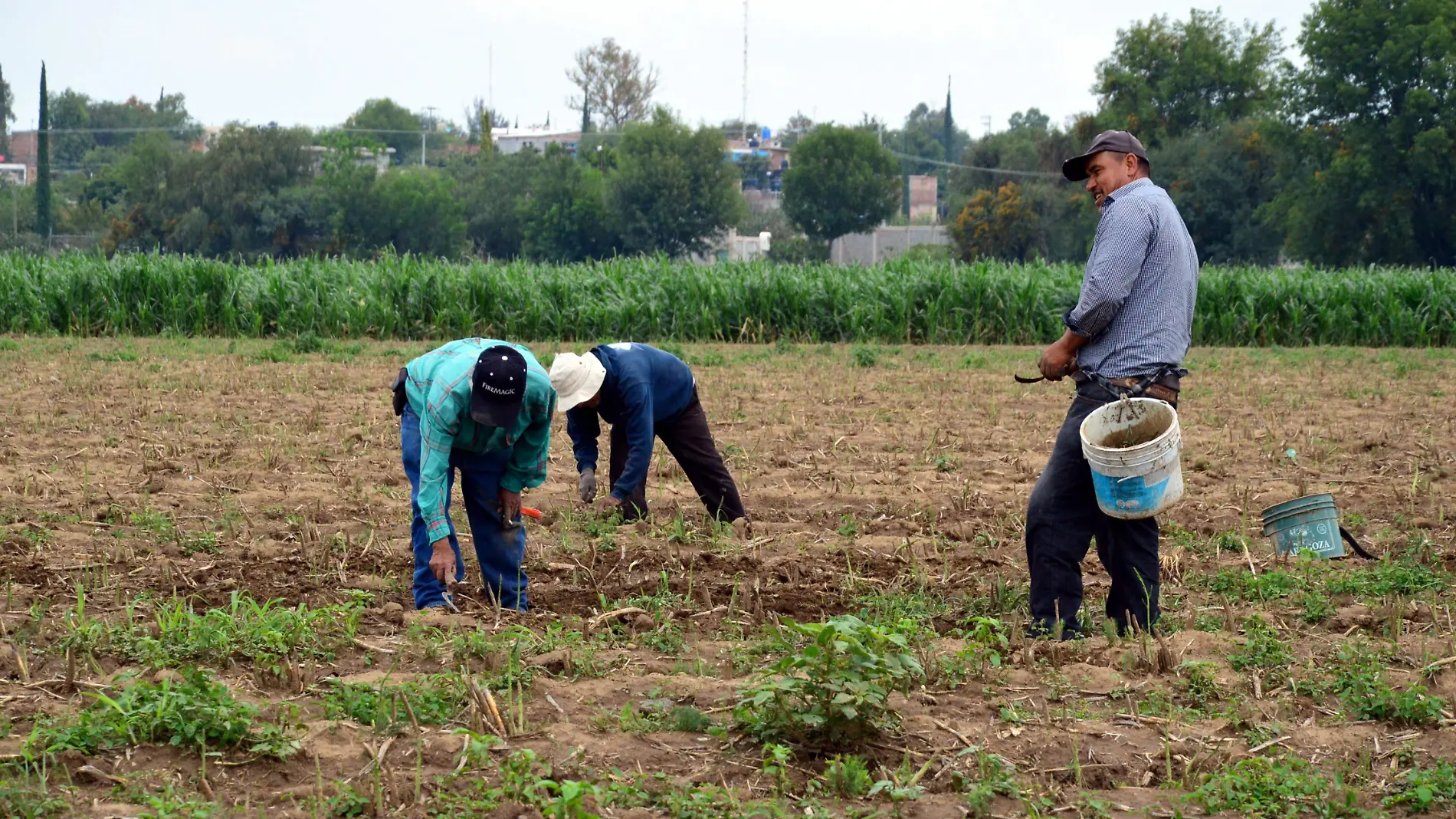 CARENCIA DE JORNALEROS (1)